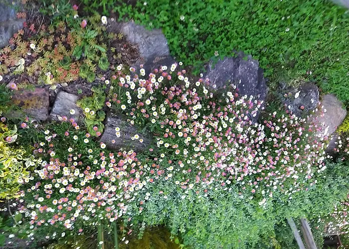 Zuckerberg * Saarburg